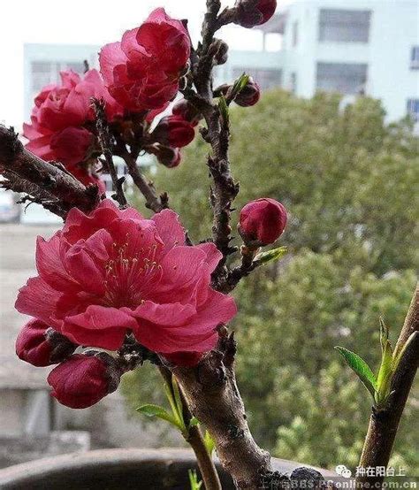 家裡種桃樹|鄰居陽台年年「桃花開鮮果甜」，原來種桃需要種點「。